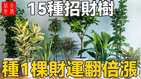 發财樹|發財樹有哪些？8種招財植物讓你財源滾滾 